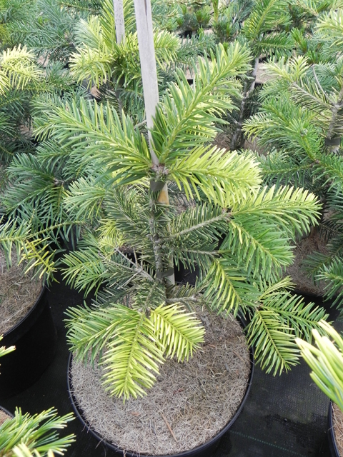 Abies borisii-regis (x) 'Filips Colour Catcher'